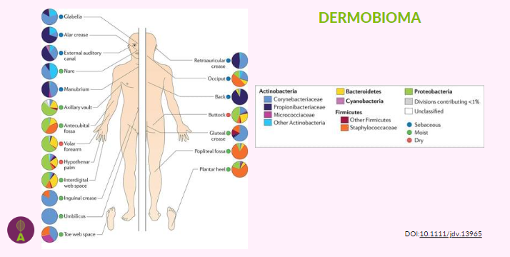 El dermobioma varía en función de la zona del cuerpo